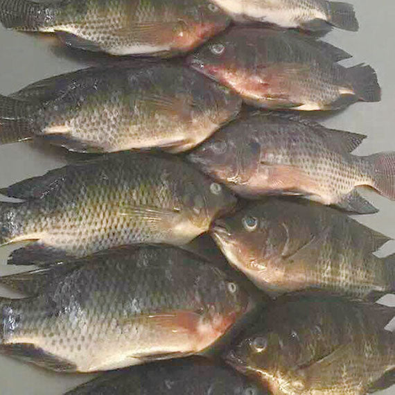 TILAPIA 500/800 GR CONGELATO 4 KG (OR.VIETNAM)