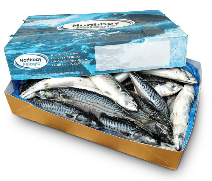 SGOMBRO INTERO 20 Kg (OR. IRLANDA) WHOLE MACKEREL